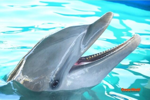 Ocean World
